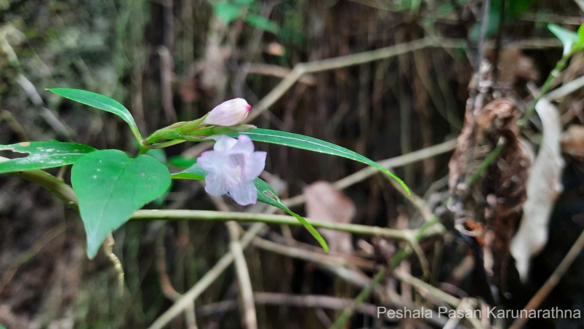 Strobilanthes rhytisperma C.B.Clarke